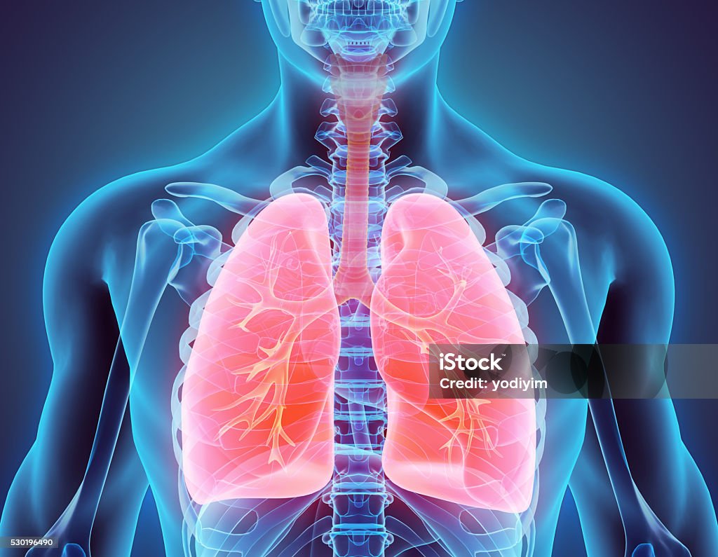 3 D ilustración de pulmones, concepto médico. - Foto de stock de Sistema respiratorio libre de derechos