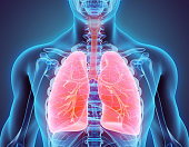 3D illustration of Lungs, medical concept.