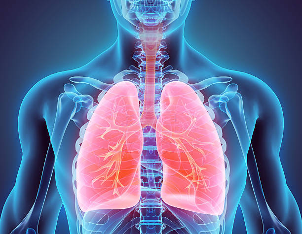 3d illustration of lungs, medical concept. - fizik illüstrasyonlar stok fotoğraflar ve resimler