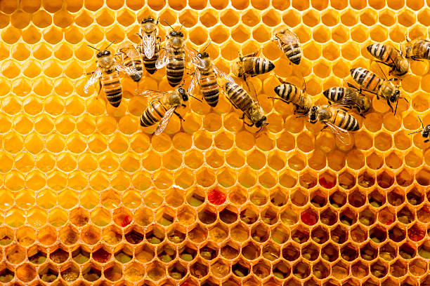 istock closeup of bees on honeycomb in apiary 530197906