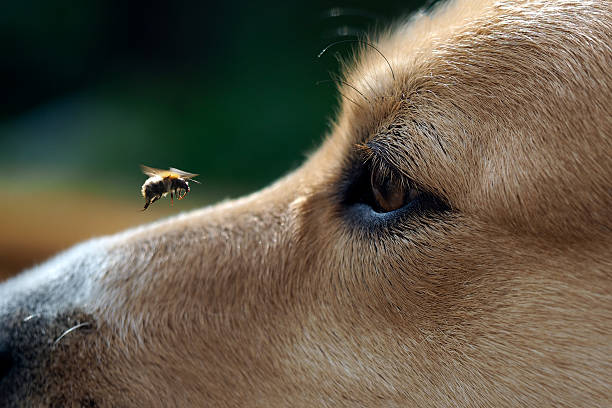 groß auge hund und fliegende biene - lustige biene stock-fotos und bilder