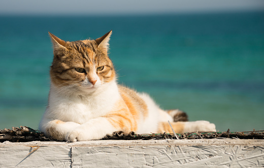 Three cool cat resting on white background pierCool white and red cat resting on the beach against the backdrop of the rescue tower