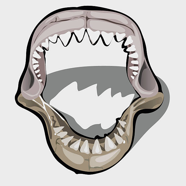 istock Toothy jaw of a shark with an open mouth 530198496