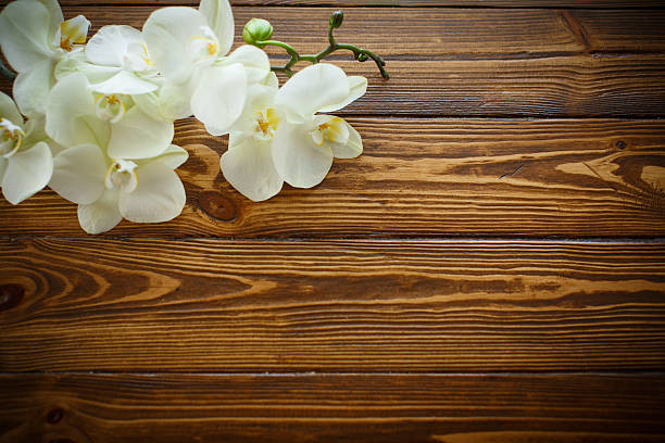 istock Beautiful purple phalaenopsis flowers 530198500