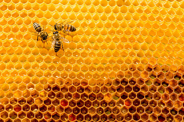 nahaufnahme der bienen in apiary auf bienenwabe - honeyed stock-fotos und bilder