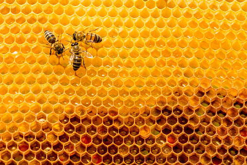 closeup of bees on honeycomb in apiary - selective focus, copy spacecloseup of bees on honeycomb in apiary - selective focus, copy space