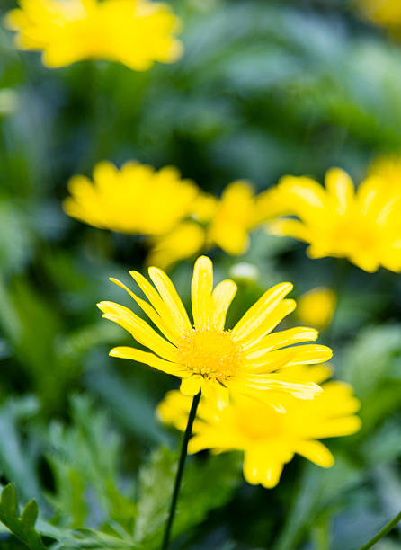istock Yellow daisies on summer day 530198840