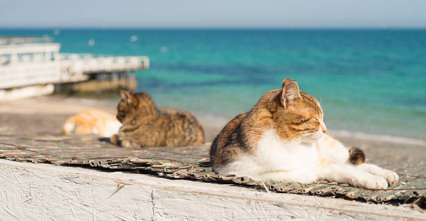 istock Cute cat on the Black Sea in Odessa 530198938