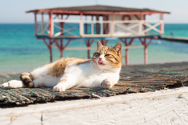 istock Cute cat on the Black Sea in Odessa 530199018