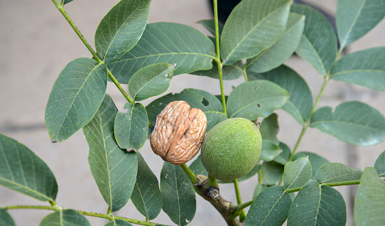 picture of a fast growing wallnut tree