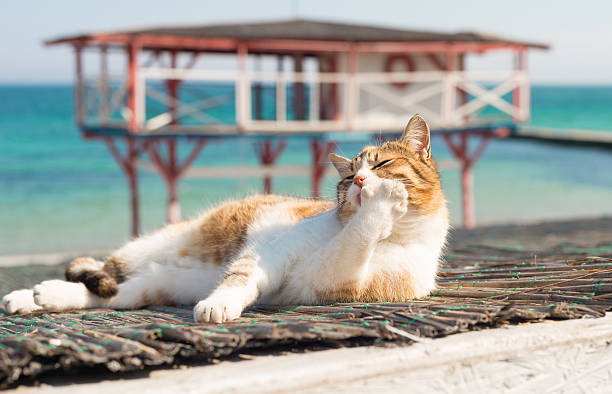 istock Cute cat on the Black Sea in Odessa 530199092