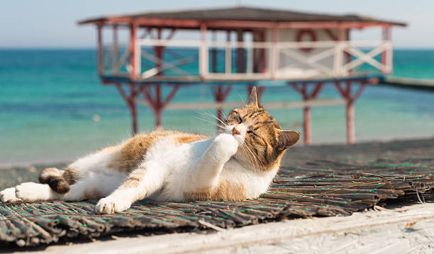 istock Cute cat on the Black Sea in Odessa 530199238
