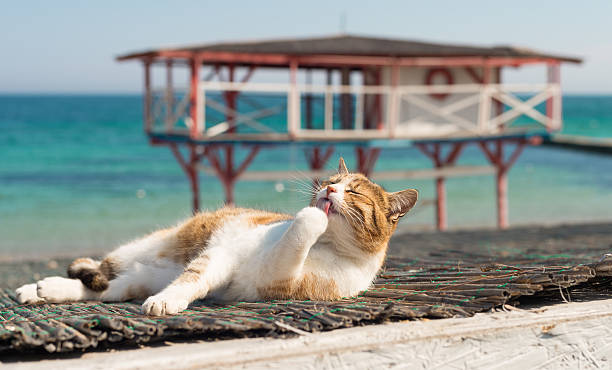 Cute Cat On The Black Sea In Odessa Stock Photo - Download Image Now - Domestic Cat, Sea, Summer - iStock Cute Cat On The Black Sea In Odessa Stock Photo - Download Image Now - Domestic Cat, Sea, Summer - iStock