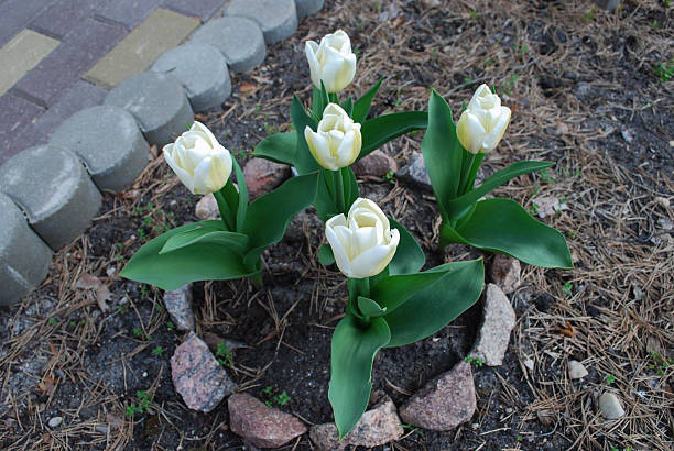 istock White tulip (Tulips triumph) blossom in the ring stone flowerbed. 530199696