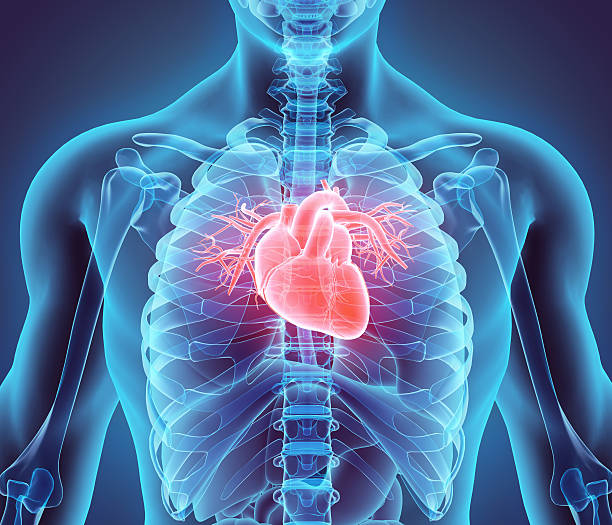 3 d ilustración de corazón, concepto médico. - órganos internos fotografías e imágenes de stock