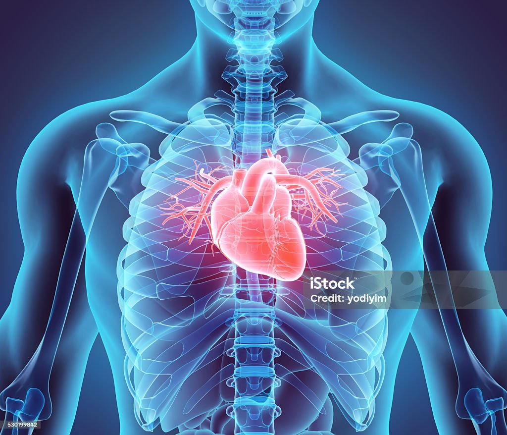 3 D ilustração de coração, conceito médico. - Foto de stock de Coração Humano royalty-free