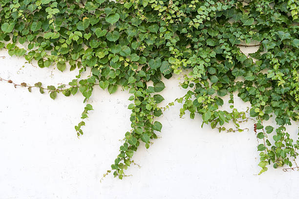 istock ivy leaves isolated on a white background 530200322