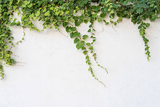 istock ivy leaves isolated on a white background 530200514