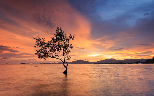 istock Silhouette of tree at the sea in sutset time 530200631
