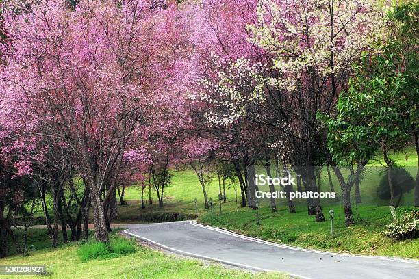 Cherry Blossom Pathway In Chiangmai Thailand Stock Photo - Download Image Now - Alley, Avenue, Backgrounds