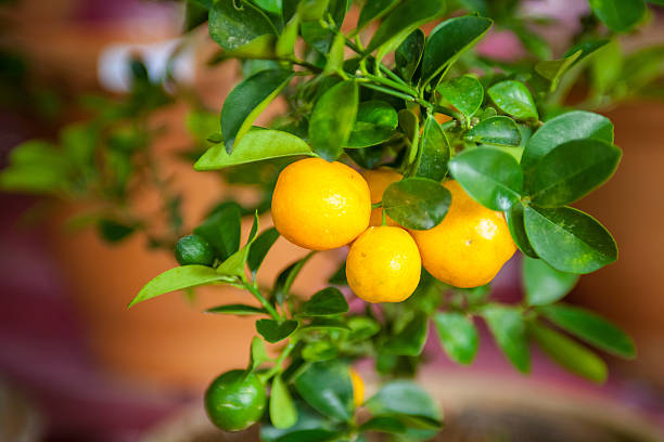 istock Tangerine son the tree ready to be sold and eaten. 530201351