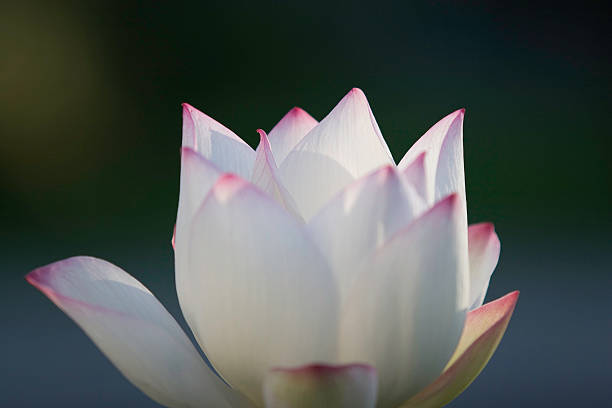 istock Beauty of Lotus 530202037