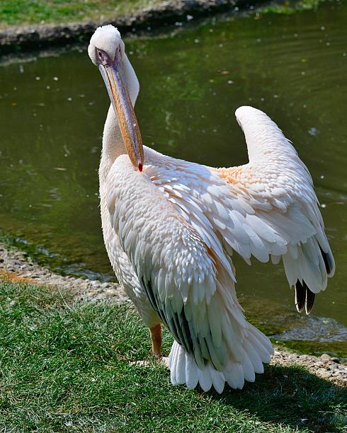 istock pelican pecking at her own feathers 530202767