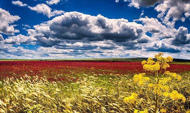 primavera. alta murgia parque nacional: campo de roxo flowers.- (apúliaitaly.kgm) italy- - drumlin imagens e fotografias de stock