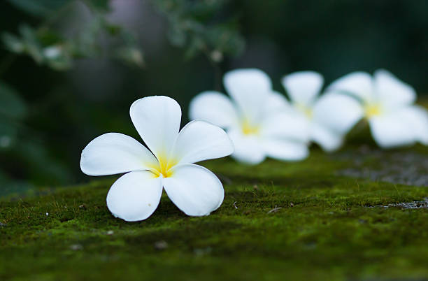 istock Plumeria flower 530203477