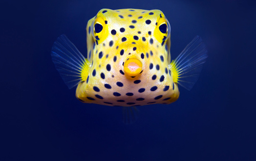 A female Shaw's cowfish, Aracana aurita, also known as a painted boxfish or striped cowfish. Found in the reefs of the eastern Indian Ocean around south Australia.