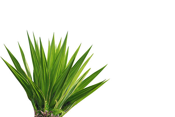 istock Agave plant isolated on white background 530203893