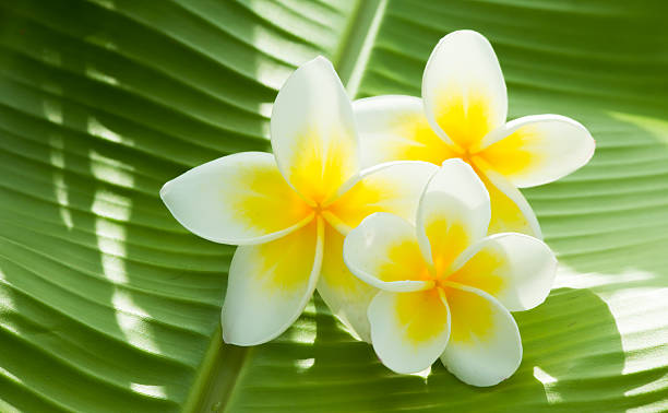 istock Plumeria flower 530203963