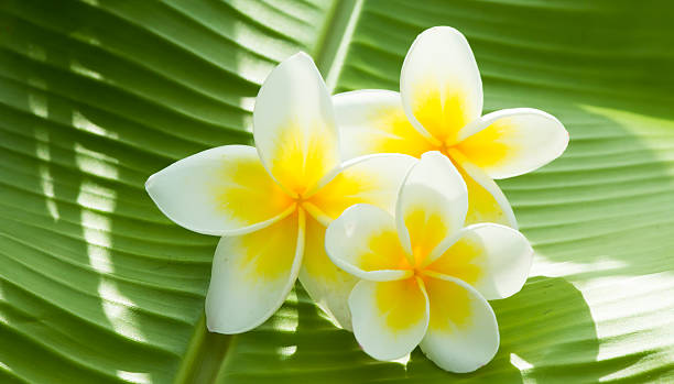 istock Plumeria flower spa 530204137