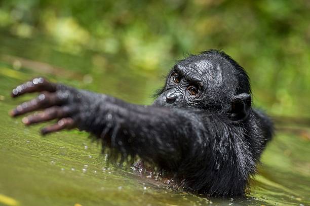 istock The chimpanzee Bonobo in the water. 530204220