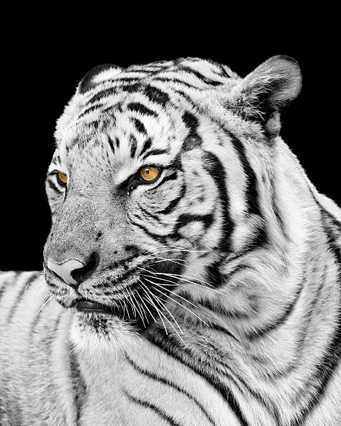 istock Adult Tiger Looking Away From the Camera 530204689