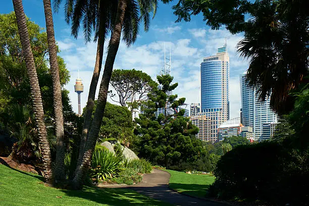 Looking through the trees of Sydney's beautiful Royal Botanic Gardens towards the impressive towers of the Central Business District beyond.