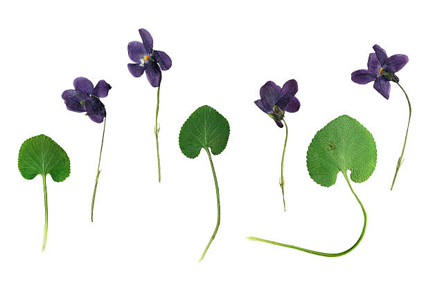 istock pressed and dried dark purple flowers forest violets 530205632