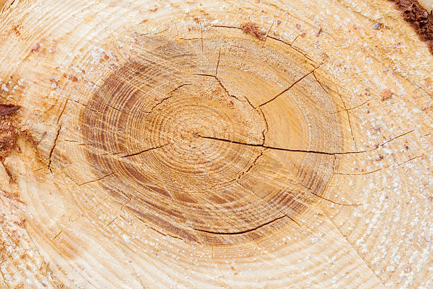 istock texture of the cut tree trunk 530207068