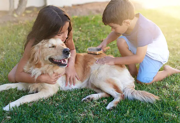 Shot of a little boy and his sister brushing their dog’s coat in the backyard at home