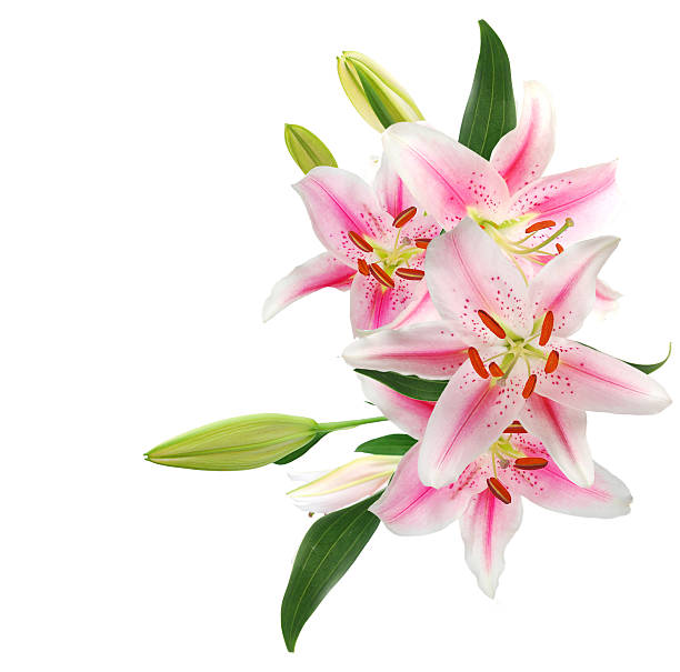istock fresh pink lily flower blossoms 530207193