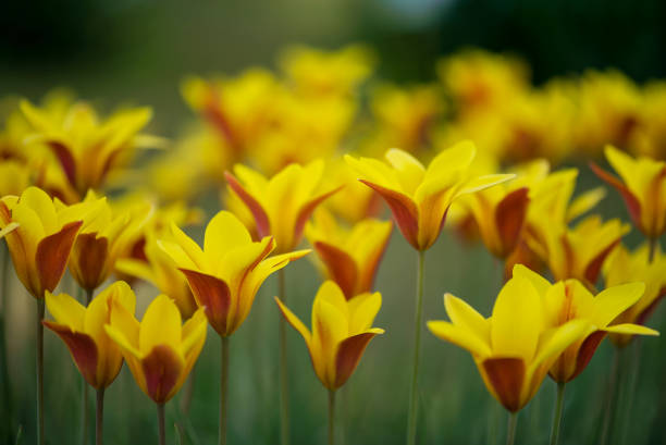 istock Spring background with beautiful wild yellow tulips. 530207260