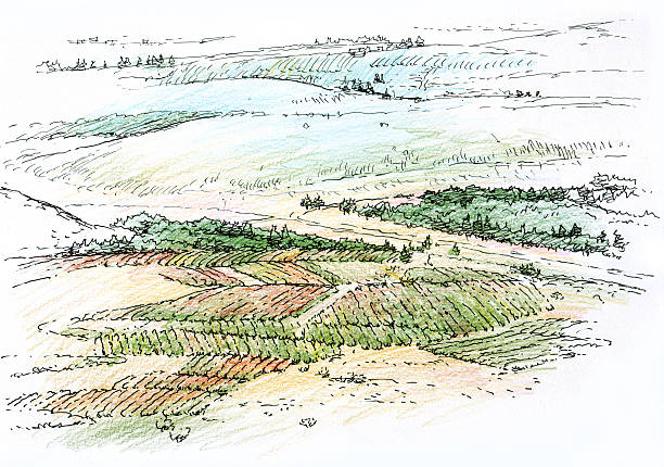 пейзаж, виноградник - lyrical stock illustrations