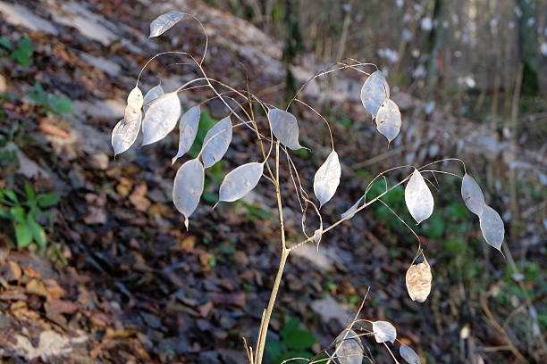 Lunaria, honesty flowering plant in the forest