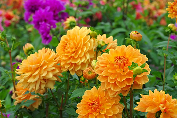 istock Dahlia is called Orange Garden 530208028