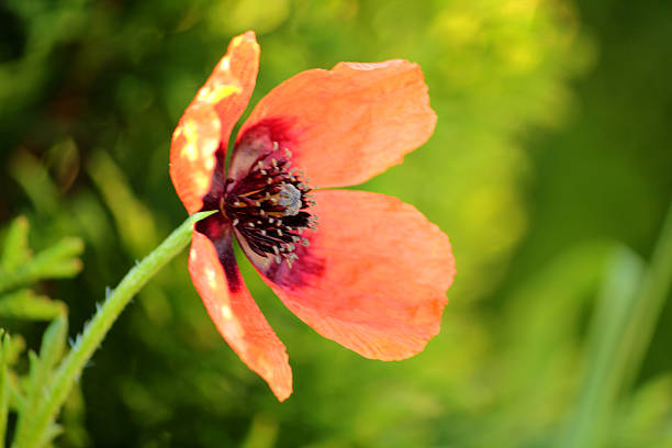 wild poppies - poppy retro revival old fashioned macro foto e immagini stock