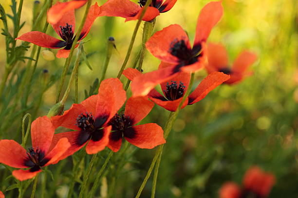 wild poppies - poppy retro revival old fashioned macro foto e immagini stock