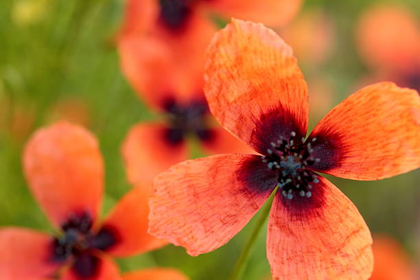 wild poppies - poppy retro revival old fashioned macro foto e immagini stock