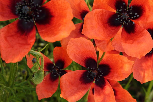 wild poppies - poppy retro revival old fashioned macro foto e immagini stock