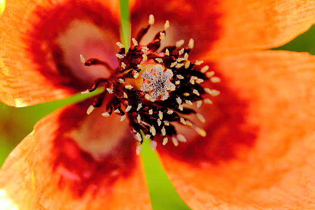 wild poppies - poppy retro revival old fashioned macro foto e immagini stock