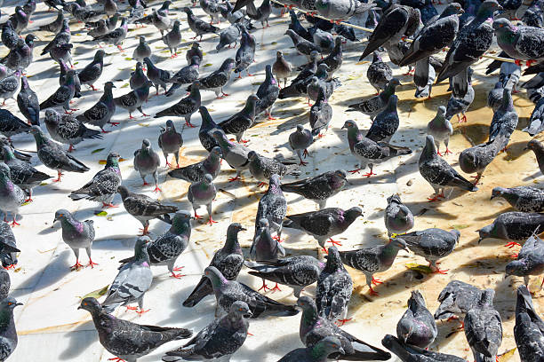 istock Pigeons of Istanbul gathered 530209842